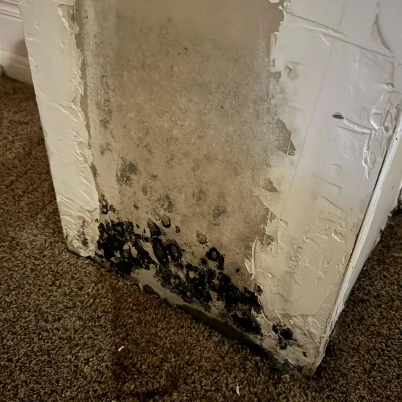 Professional Mold Removal in Bay Springs, MS